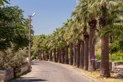 Tree-lined street