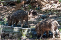 Wild pigs