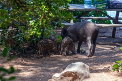 Wild pigs
