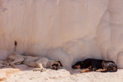 Let sleeping dogs lie...