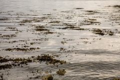 Loch Sunart