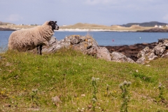 Sheep, Portuairk