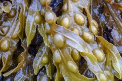 Seaweed
