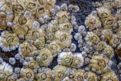 Barnacles