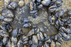 Mussels, Loch Sunart