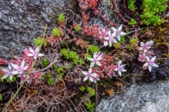 Rock plants