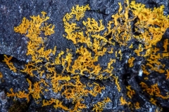 Seaweed