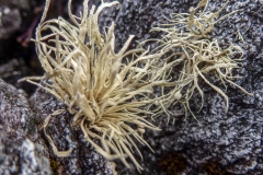 Seaweed