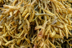Seaweed