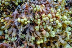 Seaweed