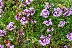Rock plants