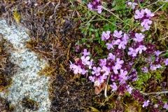 Rock plants