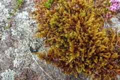 Rock plants