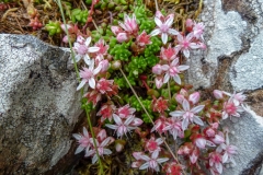Rock plants