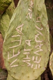 Grafitti'd cactus