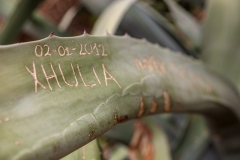 Grafitti'd cactus