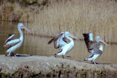 Wetland birds