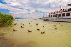 Balaton Ducks