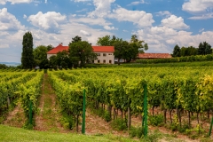 Balaton Vineyard