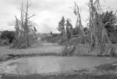 Kuirau Park, Rotorua