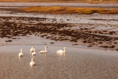 Swans in Chichester Harbour