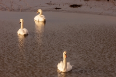 Swans in Chichester Harbour