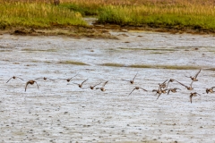 Ducks in flight