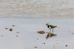 Lapwing
