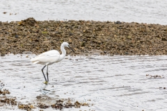 Egret