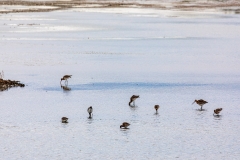 Wading birds