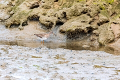 Common redshank