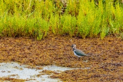 Lapwing