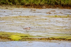 Curlew