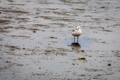 Seagull