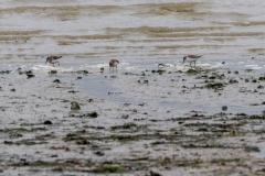Dunlins at Chichester Harbour