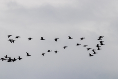 Ducks over Chichester Harbour