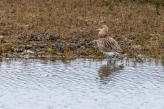 Curlew, Chichester Harbour
