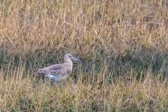 Curlew, Chichester Harbour