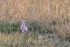 Curlew, Chichester Harbour