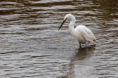 Little Egret, Chichester Harbour