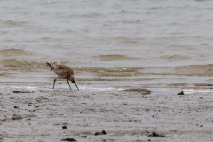Curlew, Chichester Harbour