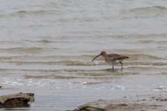 Curlew, Chichester Harbour