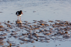 Oystercatcher, Mudeford Sandbank
