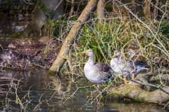 Greylag geese, Riverside Park