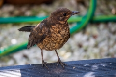 Young blackbird