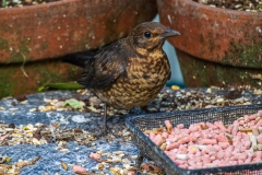Young blackbird