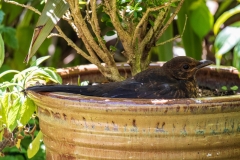 Young blackbird