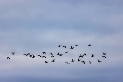 Geese in flight over Keyhaven Marshes