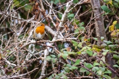 Posing robin, Lymington-Keyhaven Nature Reserve