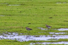 A pair of curlew, Keyhaven Marshes
